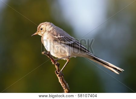 Young Pied Wagtail Sitting On Branch