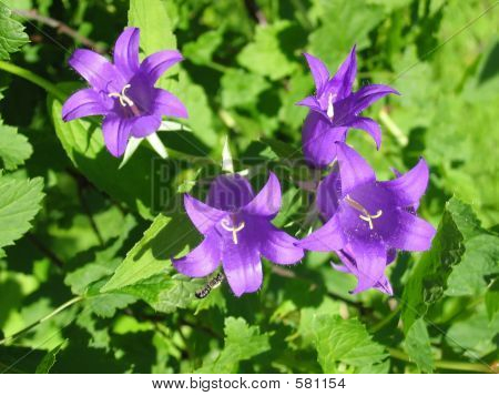Bluebell