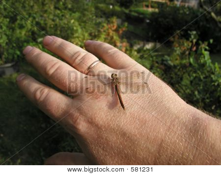 Dragonfly på hånden