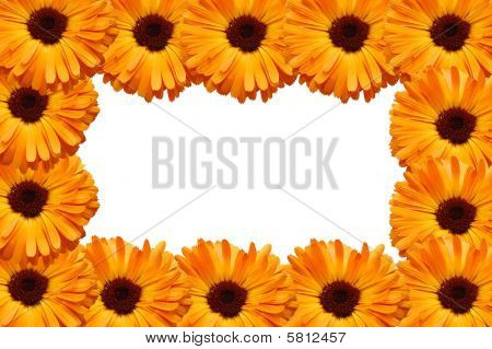 Quadro da fiori con petali di vari colori