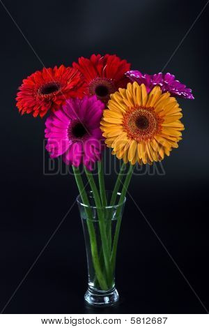 Gerbera Flowers