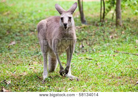 Kangaroo Standing