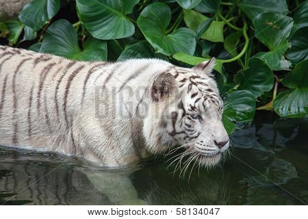 White Tiger Swimming