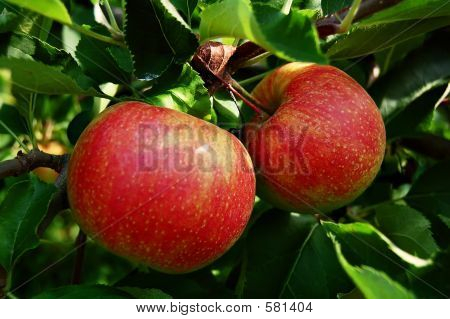 apples_