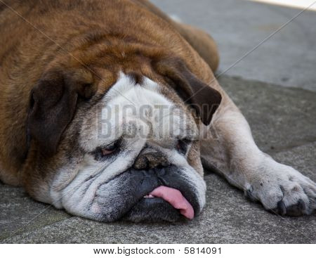 Engelsk bulldog