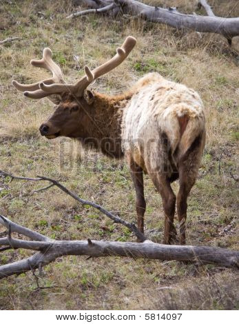 Bull elg