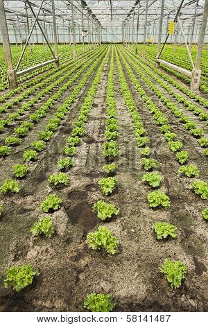 Planting New Young Salad Plants In Glasshouse