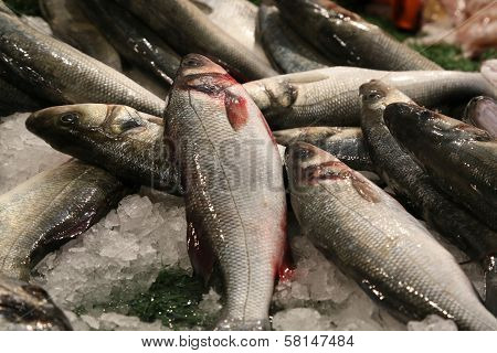 Fresh Fished Sea Bass