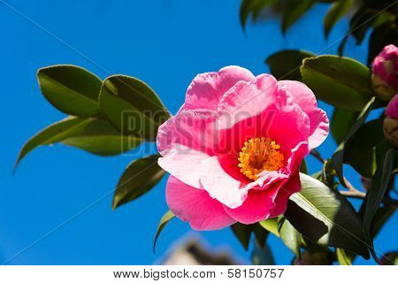 Flower Of The Sasanqua And Blue Sky