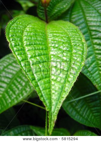 Texture feuille verte