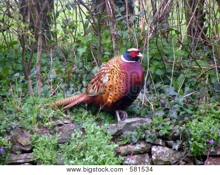ไก่ฟ้าสีทั่วไป