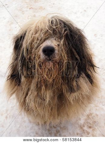 Beggar dog