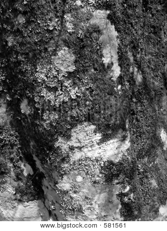 Tree Bark