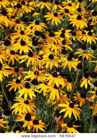 CAMPO DI BROWN EYED SUSIE