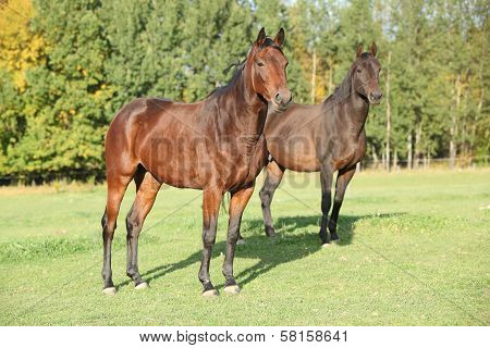 Two Warmbloods On Autumn Pasturage