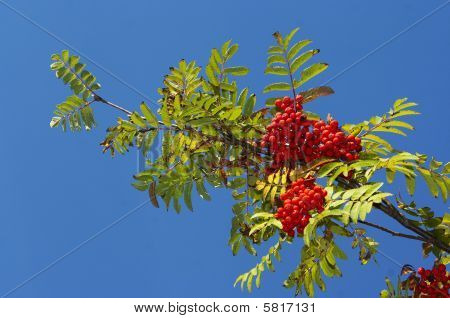 Rowan