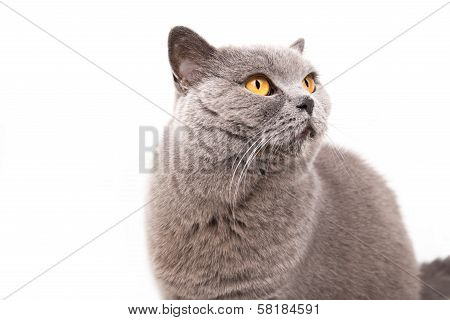 Portrait Of A Grey British Cat