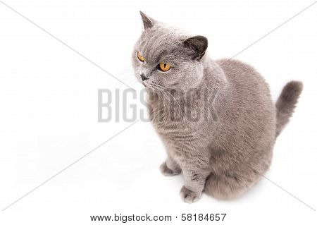 Portrait Of A Grey British Cat