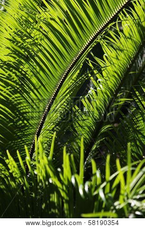 Palm Fron Light