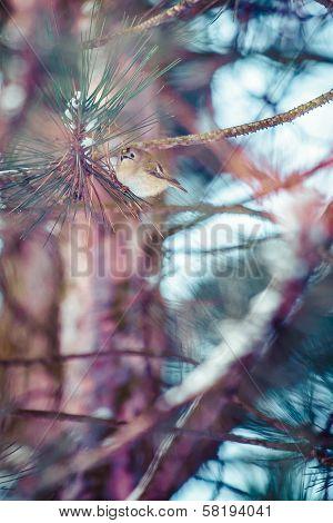 Firecrest Male Singing From A Tree