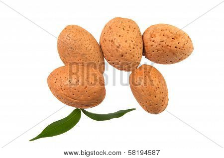 Almond Nut