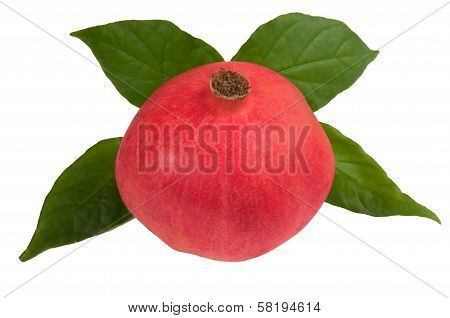 Pomegranate