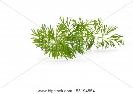 Dill