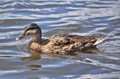 Ente