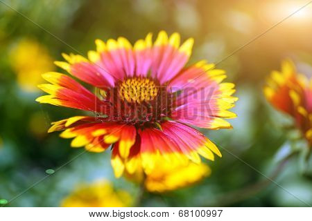 Gaillardia (Blanket Flower) in bloom, outdoors
