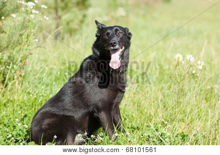 Dog Sits On Lown