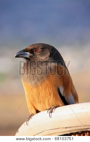 Rufous Treepie, Pushkar, Rajasthan, India
