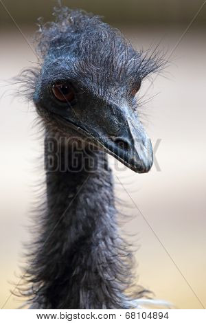 Portrait Of A Emu