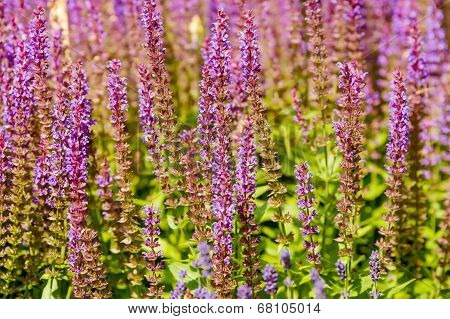 Lavender