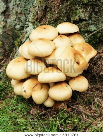 Champignon
