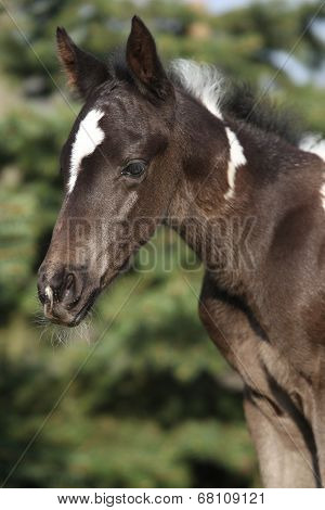 Beautiful Skewbald Foal In Spring
