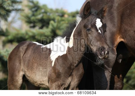 Beautiful Skewbald Foal In Spring