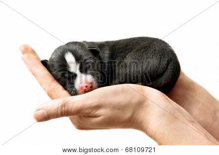 Newborn Basenji puppy on white