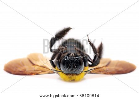 Carpenter bee Xylocopa
