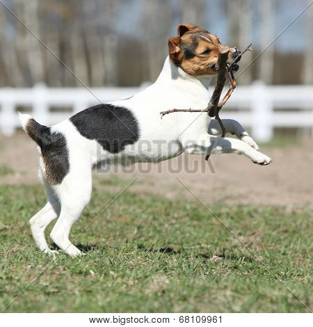 Gorgeous Parson Russell Terrier Running