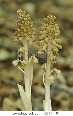 Bird's Nest Orchids