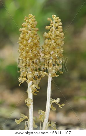 Bird's Nest Orchids