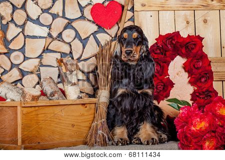 Purebred english cocker spaniel