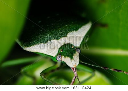 Green Shield Bug