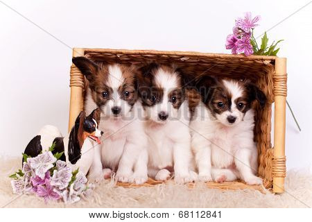 Three Papillon Puppies on white background