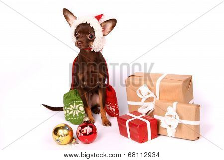 Russian toy terrier on white