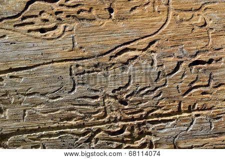 Texture Of Old Tree