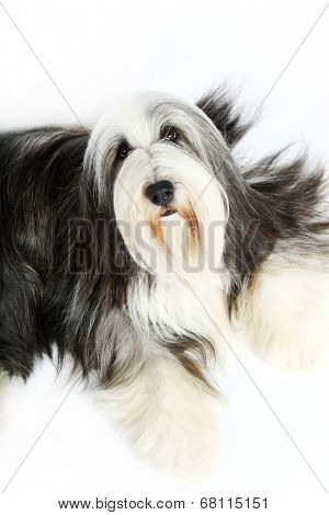 Sheepdog on white background 