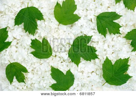 Guelder Rose Blüten und Blätter Hintergrund