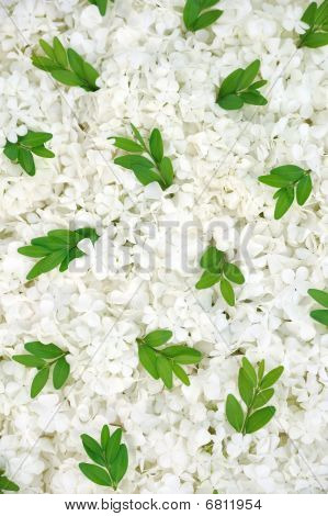 Guelder Rose Blüten und Myrtle Laub background