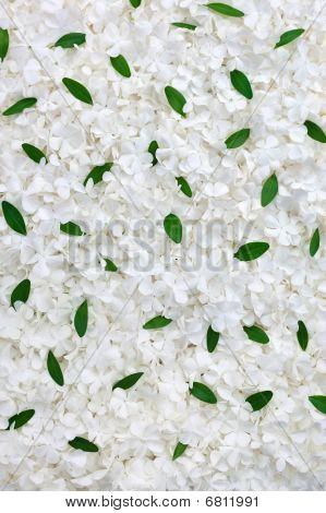 Guelder rose Blüten und Myrtle Laub backgroud